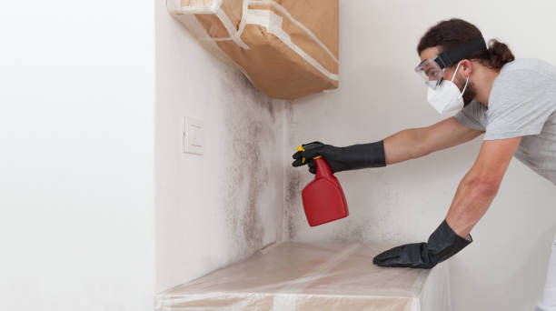 Basement Mold Remediation treatment on basement walls in Willingboro