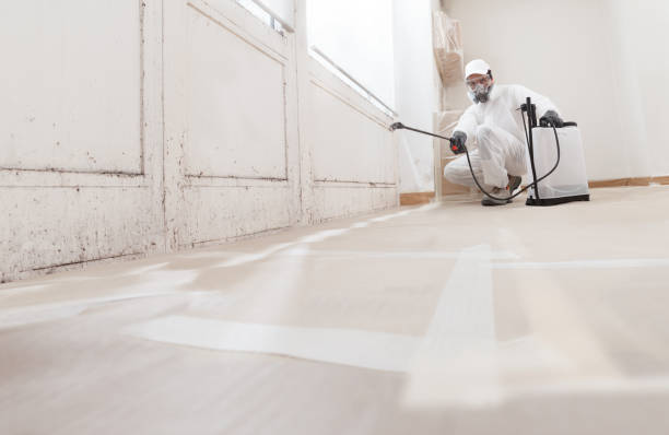 Black mold remediation team in Willingboro